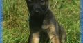 beautiful and unique puppies belgian malinois