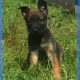beautiful and unique puppies belgian malinois