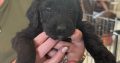 Borderdoodle puppies for adoption