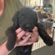 Borderdoodle puppies for adoption