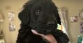 Borderdoodle puppies for adoption