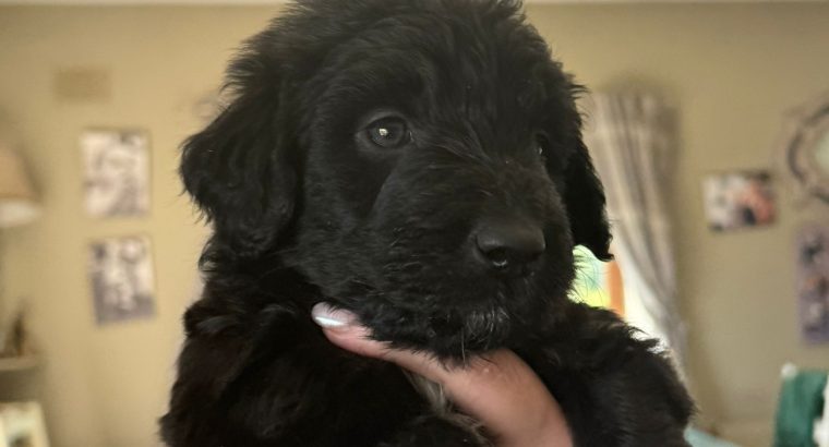 Borderdoodle puppies for adoption