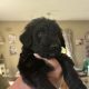 Borderdoodle puppies for adoption