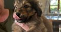 Borderdoodle puppies for adoption