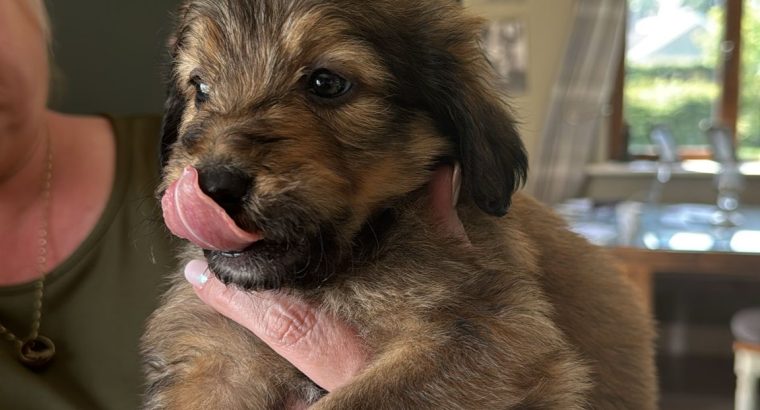 Borderdoodle puppies for adoption
