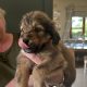 Borderdoodle puppies for adoption