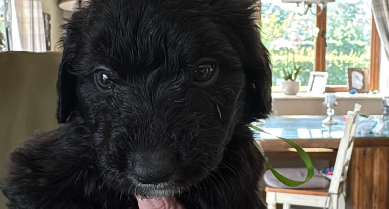 Borderdoodle puppies for adoption