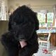 Borderdoodle puppies for adoption