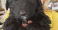 Borderdoodle puppies for adoption