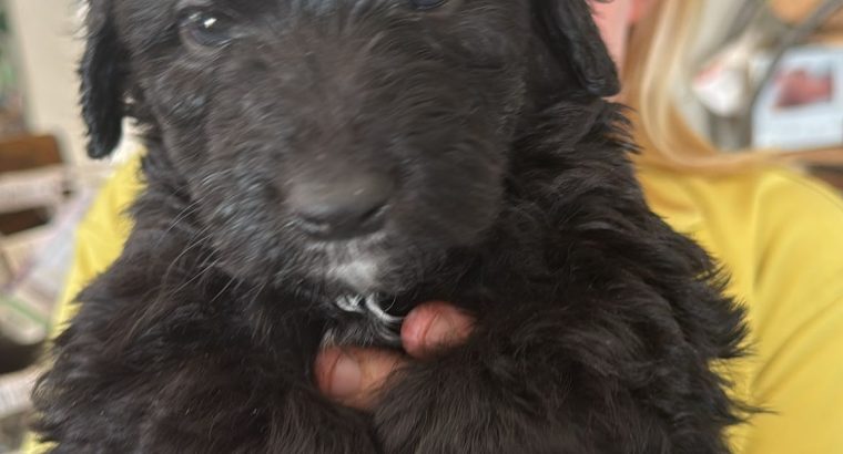 Borderdoodle puppies for adoption
