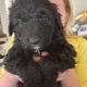 Borderdoodle puppies for adoption