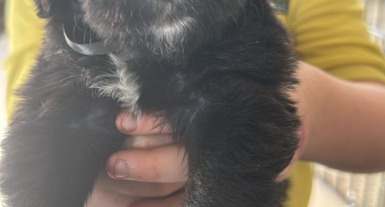 Borderdoodle puppies for adoption