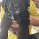 Borderdoodle puppies for adoption