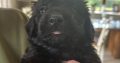 Borderdoodle puppies for adoption