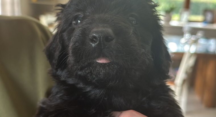 Borderdoodle puppies for adoption