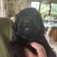 Borderdoodle puppies for adoption