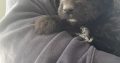 Borderdoodle puppies for adoption