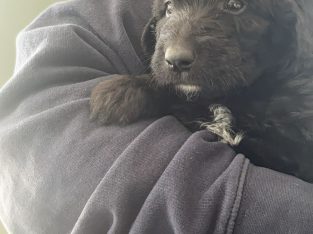 Borderdoodle puppies for adoption