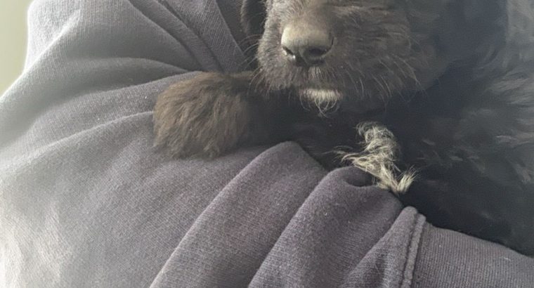 Borderdoodle puppies for adoption