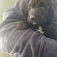 Borderdoodle puppies for adoption