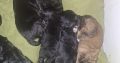 Borderdoodle puppies for adoption