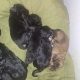 Borderdoodle puppies for adoption