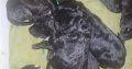 Borderdoodle puppies for adoption