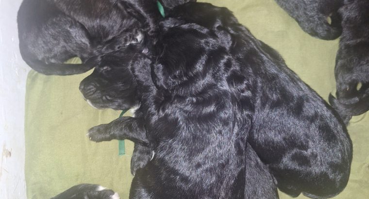 Borderdoodle puppies for adoption