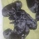 Borderdoodle puppies for adoption