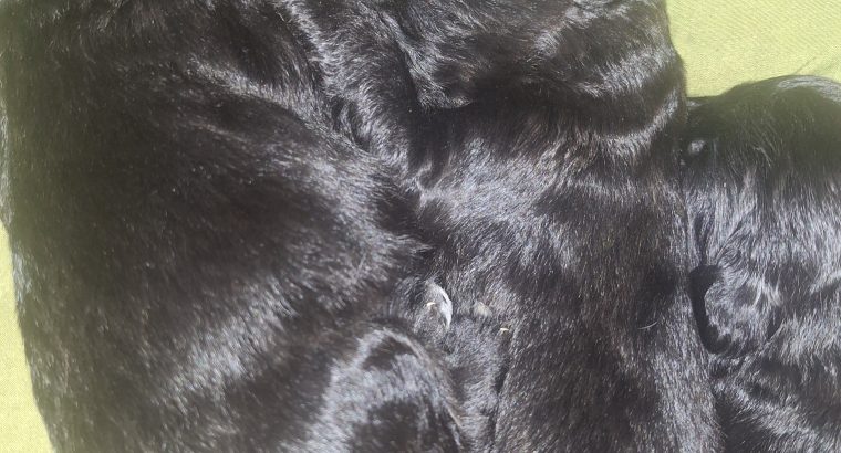 Borderdoodle puppies for adoption