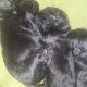 Borderdoodle puppies for adoption