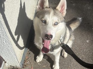 Siberian Husky Puppy