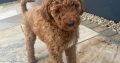 Non Shedding hypoallergenic standard red Poodle