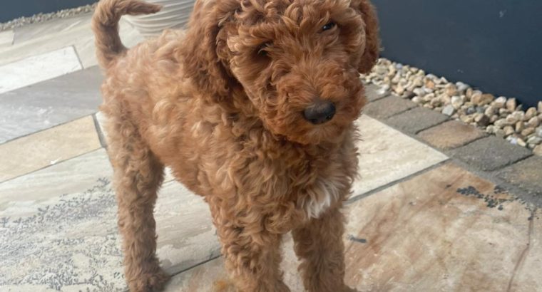 Non Shedding hypoallergenic standard red Poodle