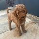 Non Shedding hypoallergenic standard red Poodle
