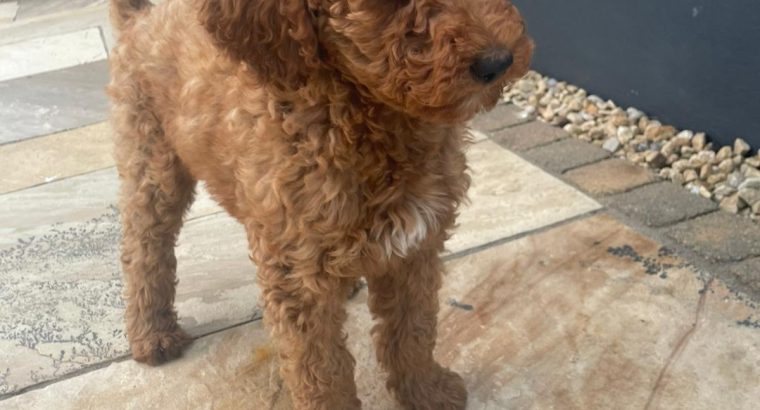 Non Shedding hypoallergenic standard red Poodle