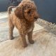 Non Shedding hypoallergenic standard red Poodle