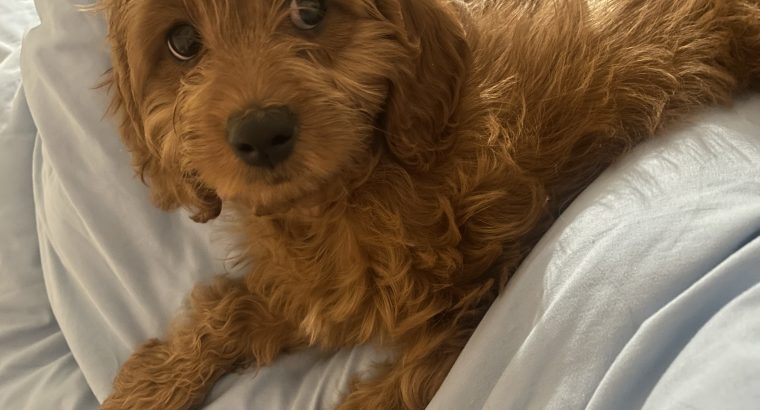 Cavapoo puppy for sale