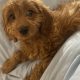Cavapoo puppy for sale