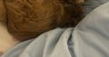 Cavapoo puppy for sale