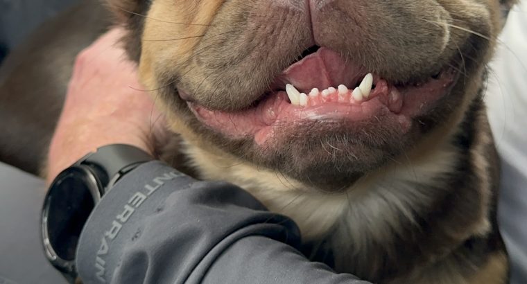 French bulldog 2 and a half years