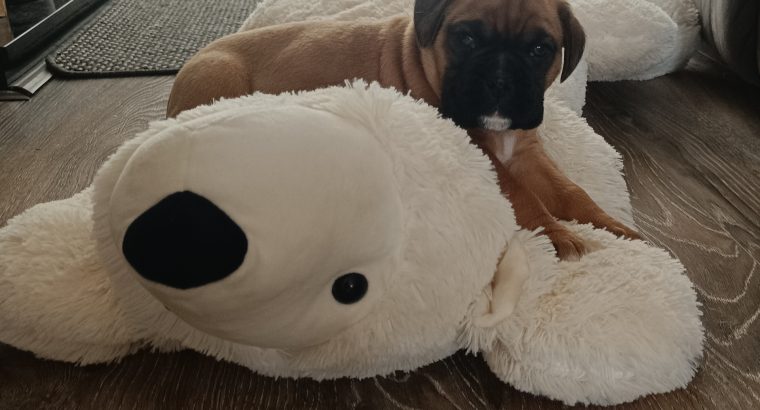 Boxer Pup