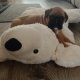 Boxer Pup