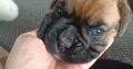 Boxer Pup
