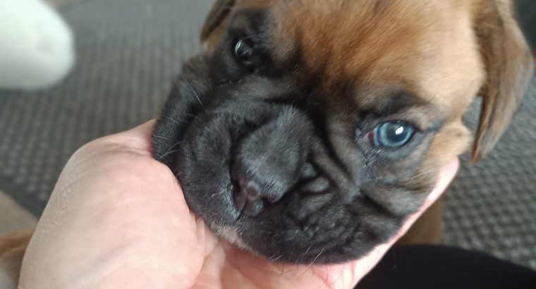 Boxer Pup