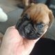 Boxer Pup