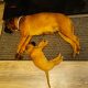 Boxer Pup