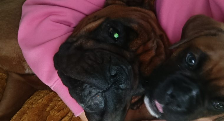 Boxer Pup