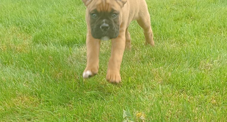 Boxer Pup