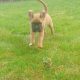 Boxer Pup